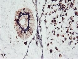 FBXO21 Mouse anti-Canine, Human, Mouse, Rat, Clone: OTI2C7, lyophilized,