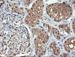FBXO21 Mouse anti-Canine, Human, Mouse, Rat, Clone: OTI2C7, lyophilized,
