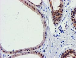 FBXO21 Mouse anti-Human, Mouse, Rat, Clone: OTI5H4, lyophilized, TrueMAB