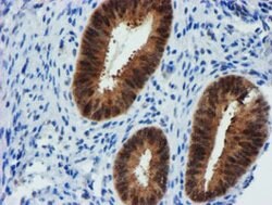 FBXO21 Mouse anti-Human, Mouse, Rat, Clone: OTI5H4, lyophilized, TrueMAB