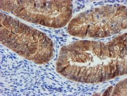 FBXO21 Mouse anti-Human, Mouse, Rat, Clone: OTI5H4, lyophilized, TrueMAB