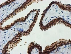FBXO21 Mouse anti-Human, Mouse, Rat, Clone: OTI5H4, lyophilized, TrueMAB