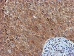 FBXO21 Mouse anti-Human, Mouse, Rat, Clone: OTI5H4, lyophilized, TrueMAB