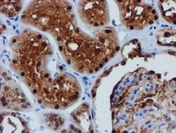 FBXO21 Mouse anti-Human, Mouse, Rat, Clone: OTI5H4, lyophilized, TrueMAB