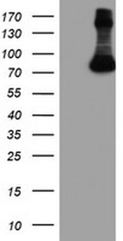 FBXO21 Monoclonal Antibody (OTI3C11), TrueMAB , OriGene 100 &mu;L; Unconjugated:Antibodies,