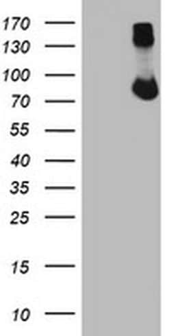 FBXO21 Monoclonal Antibody (OTI6C10), TrueMAB , OriGene 30 &mu;L; Unconjugated:Antibodies,