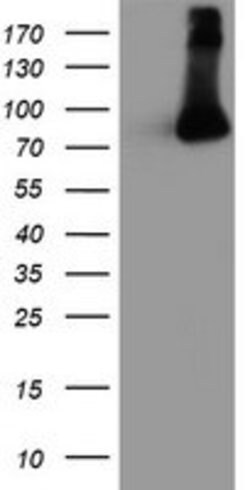 FBXO21 Mouse anti-Canine, Human, Mouse, Rat, Clone: OTI2C7, lyophilized,