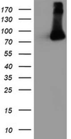 FBXO21 Monoclonal Antibody (OTI2C7), TrueMAB , OriGene 100 &mu;L; Unconjugated:Antibodies,