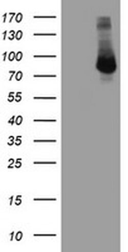 FBXO21 Monoclonal Antibody (OTI2B8), TrueMAB , OriGene 100 &mu;L; Unconjugated:Antibodies,