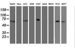 FBXO21 Mouse anti-Human, Mouse, Rat, Clone: OTI5H4, lyophilized, TrueMAB