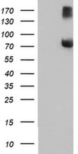FBXO21 Monoclonal Antibody (OTI3A6), TrueMAB , OriGene 30 &mu;L; Unconjugated:Antibodies,