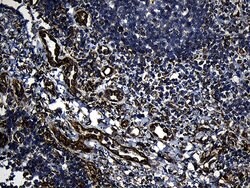 FBXO25 Mouse anti-Human, Clone: OTI6F11, lyophilized, TrueMAB 100 &mu;g;
