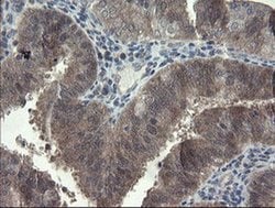FBXO42 Mouse anti-Human, Clone: OTI1H4, liquid, TrueMAB 100 &mu;L; Unconjugated:Antibodies,