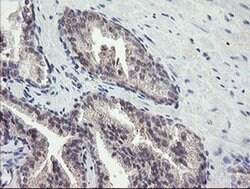 FBXO42 Mouse anti-Human, Clone: OTI1H4, liquid, TrueMAB 100 &mu;L; Unconjugated:Antibodies,
