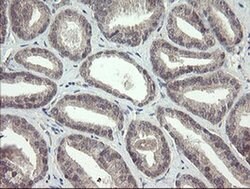 FBXO42 Mouse anti-Human, Clone: OTI1H4, liquid, TrueMAB 100 &mu;L; Unconjugated:Antibodies,