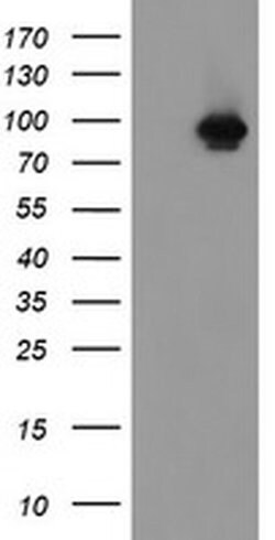 FBXO42 Monoclonal Antibody (OTI1C1), TrueMAB , OriGene:Antibodies:Primary