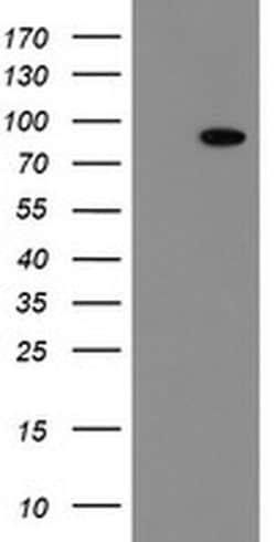 FBXO42 Monoclonal Antibody (OTI1C7), TrueMAB , OriGene 100 &mu;L; Unconjugated:Antibodies,