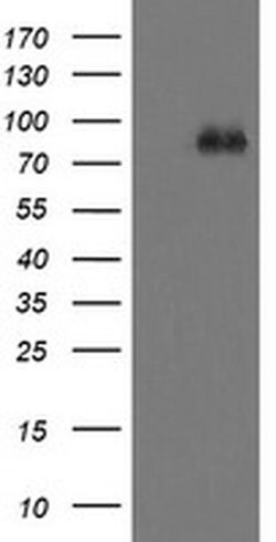 FBXO42 Mouse anti-Human, Clone: OTI1H4, liquid, TrueMAB 100 &mu;L; Unconjugated:Antibodies,
