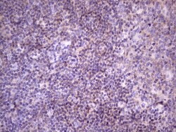 FBXO8 Monoclonal Antibody (OTI3C5), TrueMAB , OriGene 100 &mu;L; Unconjugated:Antibodies,
