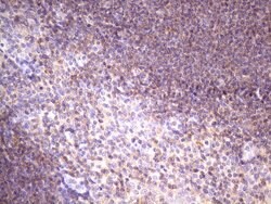 FBXO8 Monoclonal Antibody (OTI3C5), TrueMAB , OriGene 100 &mu;L; Unconjugated:Antibodies,