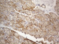 FBXO8 Mouse anti-Human, Clone: OTI11F6, lyophilized, TrueMAB 100 &mu;g;