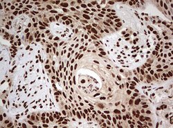 FBXW7 Mouse anti-Human, Clone: OTI6F5, lyophilized, TrueMAB 100 &mu;g;
