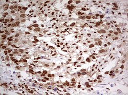 FBXW7 Mouse anti-Human, Clone: OTI6F5, lyophilized, TrueMAB 100 &mu;g;