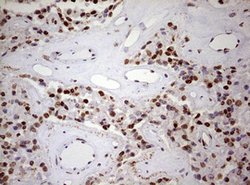 FBXW7 Mouse anti-Human, Clone: OTI6F5, lyophilized, TrueMAB 100 &mu;g;