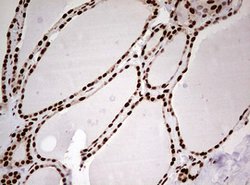 FBXW7 Mouse anti-Human, Clone: OTI6F5, lyophilized, TrueMAB 100 &mu;g;