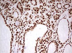 FBXW7 Mouse anti-Human, Clone: OTI6F5, lyophilized, TrueMAB 100 &mu;g;