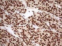 FBXW7 Mouse anti-Human, Clone: OTI6F5, lyophilized, TrueMAB 100 &mu;g;