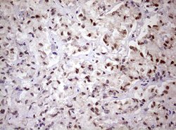 FBXW7 Mouse anti-Human, Clone: OTI6F5, lyophilized, TrueMAB 100 &mu;g;
