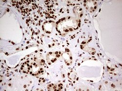 FBXW7 Mouse anti-Human, Clone: OTI6F5, lyophilized, TrueMAB 100 &mu;g;
