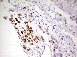 FBXW7 Mouse anti-Human, Clone: OTI4C11, liquid, TrueMAB 100 &mu;L; Unconjugated:Antibodies,