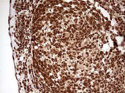 FBXW7 Monoclonal Antibody (OTI13H4), TrueMAB , OriGene 30 &mu;L | Buy Online | Origene Technologies | Fisher Scientific