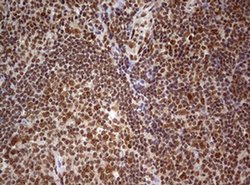 FBXW7 Monoclonal Antibody (OTI13H4), TrueMAB , OriGene 30 &mu;L | Buy Online | Origene Technologies | Fisher Scientific