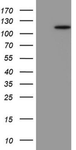 FBXW7 Mouse anti-Human, Clone: OTI6H1, lyophilized, TrueMAB 100 &mu;g;
