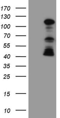 FBXW7 Mouse anti-Human, Clone: OTI2E12, lyophilized, TrueMAB 100 &mu;g;