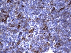 FCER2 Mouse anti-Human, Clone: OTI2B6, lyophilized, TrueMAB 100 &mu;g;