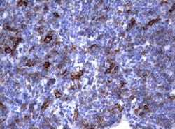 FCER2 Monoclonal Antibody (OTI2B6), TrueMAB , OriGene 100 &mu;L | Buy Online | Origene Technologies | Fisher Scientific