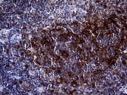 FCER2 Mouse anti-Human, Clone: OTI6C2, lyophilized, TrueMAB 100 &mu;g;