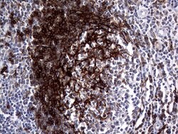 FCER2 Mouse anti-Human, Clone: OTI6C2, lyophilized, TrueMAB 100 &mu;g;