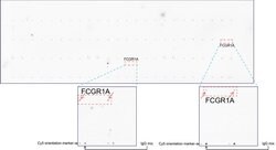 FCGR1A Mouse anti-Human, Clone: UMAB74, liquid, UltraMAB 30 &mu;L; Unconjugated:Antibodies,
