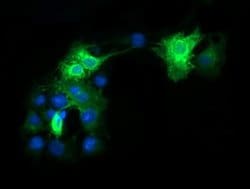 FCGR1A Mouse anti-Human, Clone: OTI3D3, liquid, TrueMAB 100 &mu;L; Unconjugated:Antibodies,