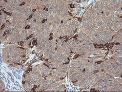 FCGR1A Mouse anti-Human, Clone: OTI3D3, liquid, TrueMAB 100 &mu;L; Unconjugated:Antibodies,