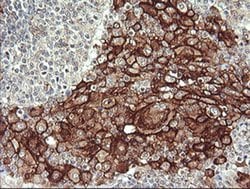 FCGR1A Mouse anti-Human, Clone: OTI3D3, liquid, TrueMAB 100 &mu;L; Unconjugated:Antibodies,