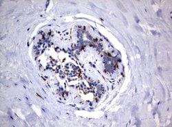 FCGR1A Mouse anti-Human, Clone: UMAB74, liquid, UltraMAB 30 &mu;L; Unconjugated:Antibodies,