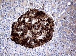 FCGR1A Mouse anti-Human, Clone: UMAB74, liquid, UltraMAB 30 &mu;L; Unconjugated:Antibodies,