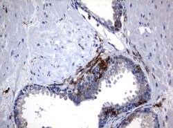 FCGR1A Mouse anti-Human, Clone: UMAB74, liquid, UltraMAB 30 &mu;L; Unconjugated:Antibodies,