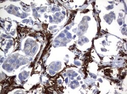 FCGR1A Mouse anti-Human, Clone: UMAB74, liquid, UltraMAB 30 &mu;L; Unconjugated:Antibodies,